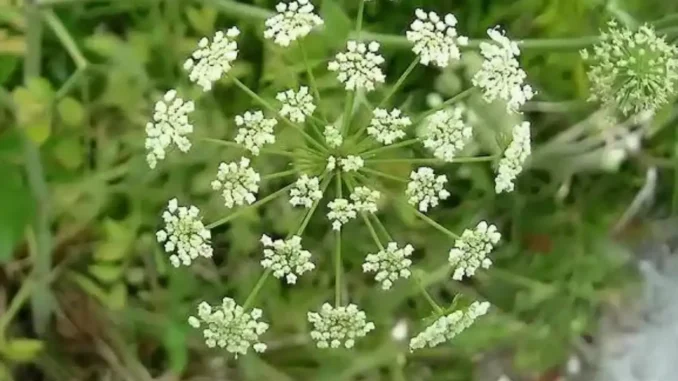 Baldıran Otu Nedir