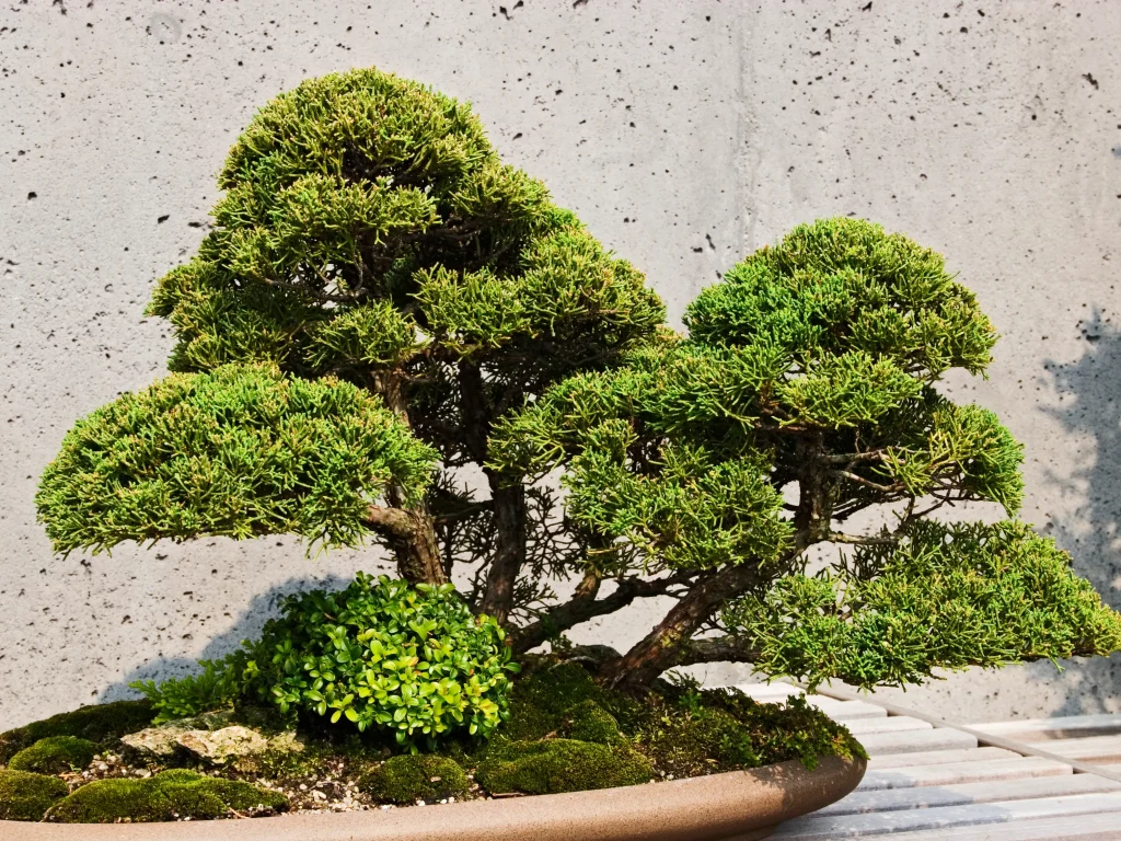 Bonsai Ağacı Bakımı Nasıl Yapılır