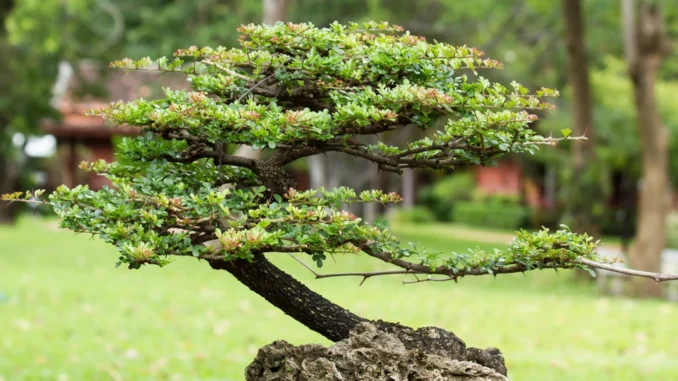 Bonsai Ağacı Bakımı Nasıl Yapılır